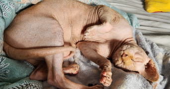 stella pet sitter à MONT ST AIGNAN 76130_4