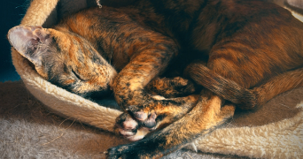 manon pet sitter à CHARLIEU 42190_6