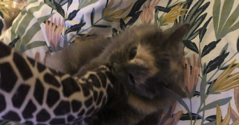 jeanne pet sitter à RIEDISHEIM 68400_1