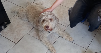 severine pet sitter à GEISPOLSHEIM 67118_5