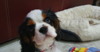 vincent dog sitter à CANDRESSE 40180_0