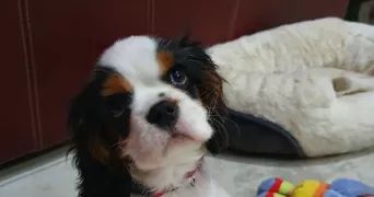 vincent dog sitter à CANDRESSE 40180