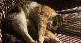 clarisse pet sitter à BETTON 35830_0