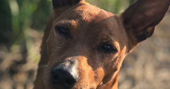 noëmie pet sitter à LACHAUSSEE DU BOIS D ECU 60480_1
