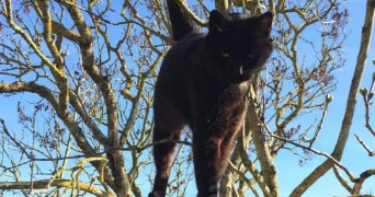 Linda pet sitter à Varangéville 54110_6