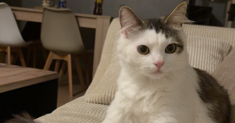 manon pet sitter à VALENTIGNEY 25700_1