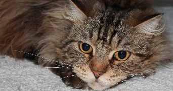 charlotte pet sitter à GRENOBLE 38100_3