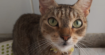 keyko pet sitter à LIÈGE 4000_1