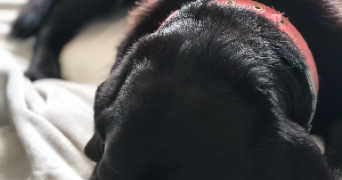 celine pet sitter à MARCHEMORET 77230_1