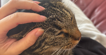 oriane pet sitter à BAYONNE 64100_1