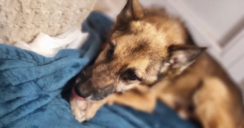 nélia pet sitter à LES ULIS 91940_3