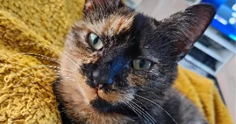 caroline pet sitter à STE HONORINE DU FAY 14210