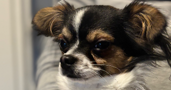 melivan pet sitter à LALLAING 59167_1