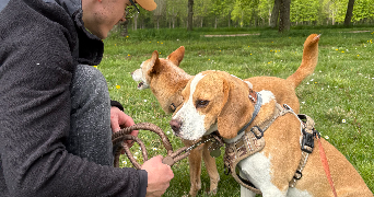 kevin pet sitter à FONTAINEBLEAU 77300_3