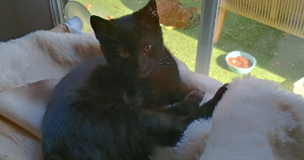 sandra pet sitter à MORVILLE SUR ANDELLE 76780_6