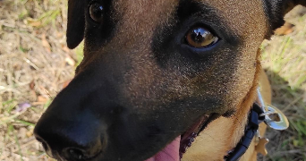 thulane pet sitter à TASSIN LA DEMI LUNE 69160_7