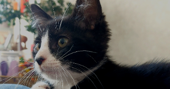 orlane pet sitter à ROUEN 76100_1