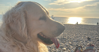 marion pet sitter à LE HAVRE 76620_5