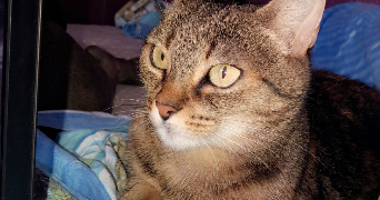 marie-luciane pet sitter à VALENTON 94460_1