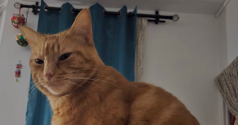 segolene cat sitter à PARIS 13 75013_2