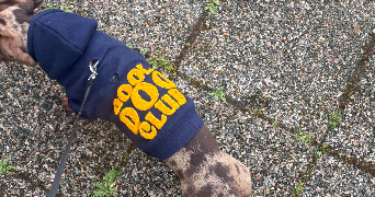 chanel dog sitter à PLERIN 22190_2