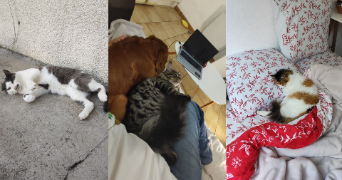 sania pet sitter à NICE 06200_9