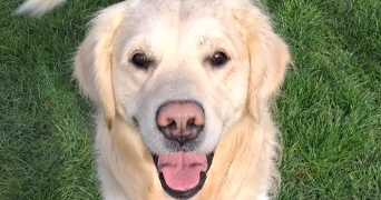 ingrid  pet sitter à THIANT 59224_10