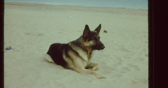 marie dog sitter à SETE 34200_0