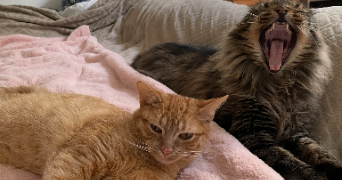 elfie pet sitter à ISSOUDUN 36100_4