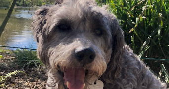 mathilde pet sitter à VINCENNES 94300_1