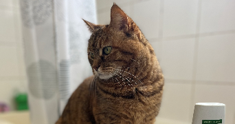 aurélie pet sitter à BEZIERS 34500_3