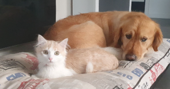 laura et pet sitter à Blagnac 31700_1