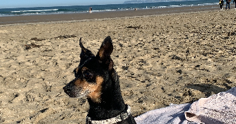 lara pet sitter à MAUREPAS 78310_3