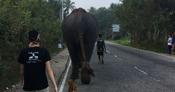 adam pet sitter à FLEURIEUX SUR L ARBRESLE 69210_2