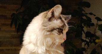 chloé pet sitter à CLERMONT FERRAND 63000_4