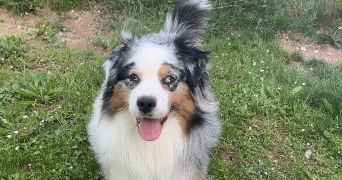 colleen pet sitter à ST JEAN DE MAURIENNE 73300_2