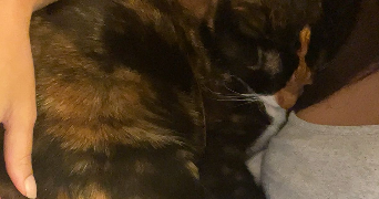 louane pet sitter à TOULON 83200_1