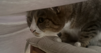rafaël pet sitter à MARSEILLE 04 13004_4