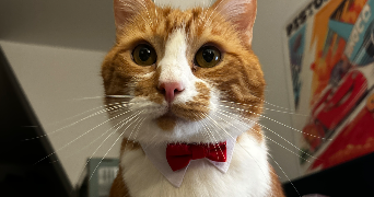 marion pet sitter à ST DENIS 93200_4
