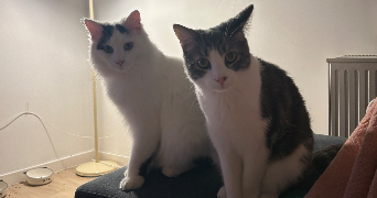 alicia pet sitter à Compiègne 60200_1