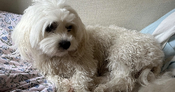 mariia pet sitter à BORDEAUX 33800_9