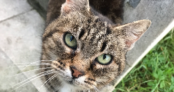 eugénie pet sitter à Saintes 17300_2