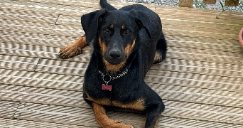 melanie pet sitter à CASTELNAU D AUZAN LABARRERE 32440_1