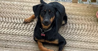 melanie pet sitter à CASTELNAU D AUZAN LABARRERE 32440