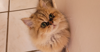 anaïs  pet sitter à VIEIL HESDIN 62770_9