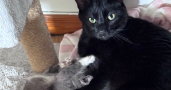 joy pet sitter à COURCELLES EPAYELLES 60420_1