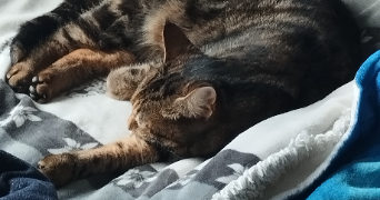 laure pet sitter à HYERES 83400_3