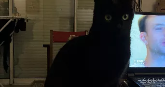 margot pet sitter à BREST 29200