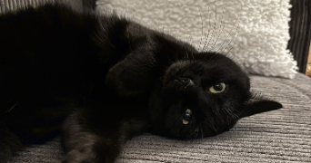 marie-cecile pet sitter à PARIS 15 75015_2