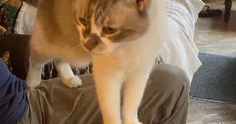 eliane cat sitter à CHARENTON LE PONT 94220